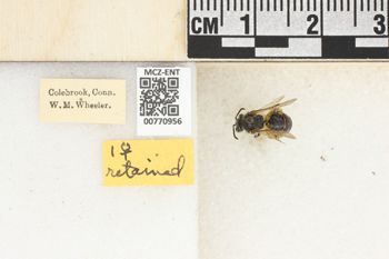 Media type: image;   Entomology 770956 Aspect: Labels